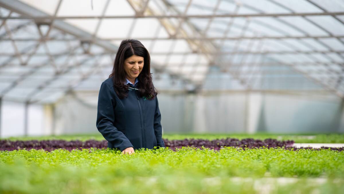 DEDICATION: Jane Vassallo, director of Gourmet Herbs at Glossodia, said being named Produce Grower of the Year made the last four months "worth it". Picture: Supplied