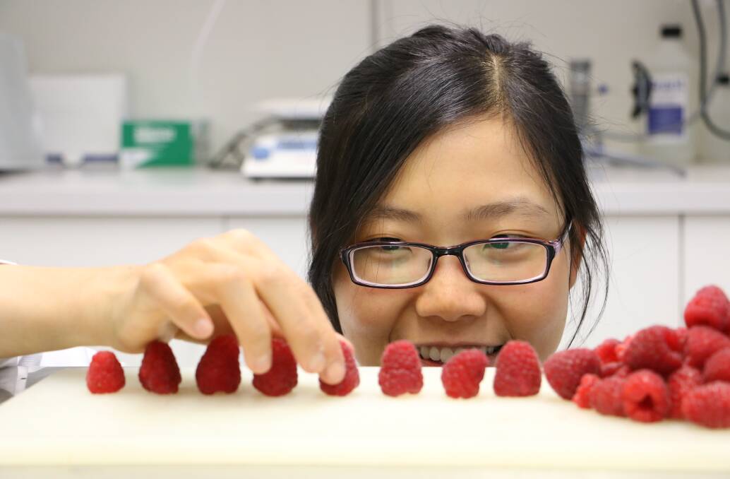 Berry favourite: TIA PhD Candidate Ky Nha Huynh closely examines the quality of fresh raspberries as part of research to improve packaging and shelf life. Photo: Supplied.