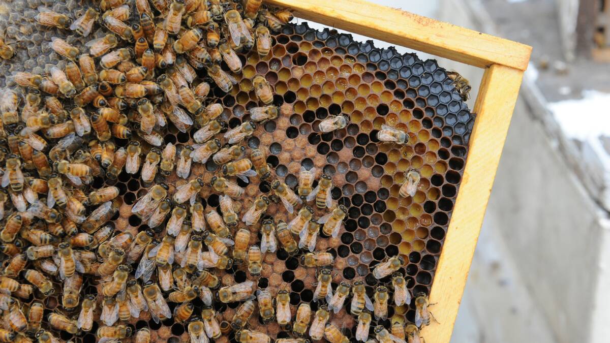 Varroa-resistant bees are a step closer thanks to Australian research