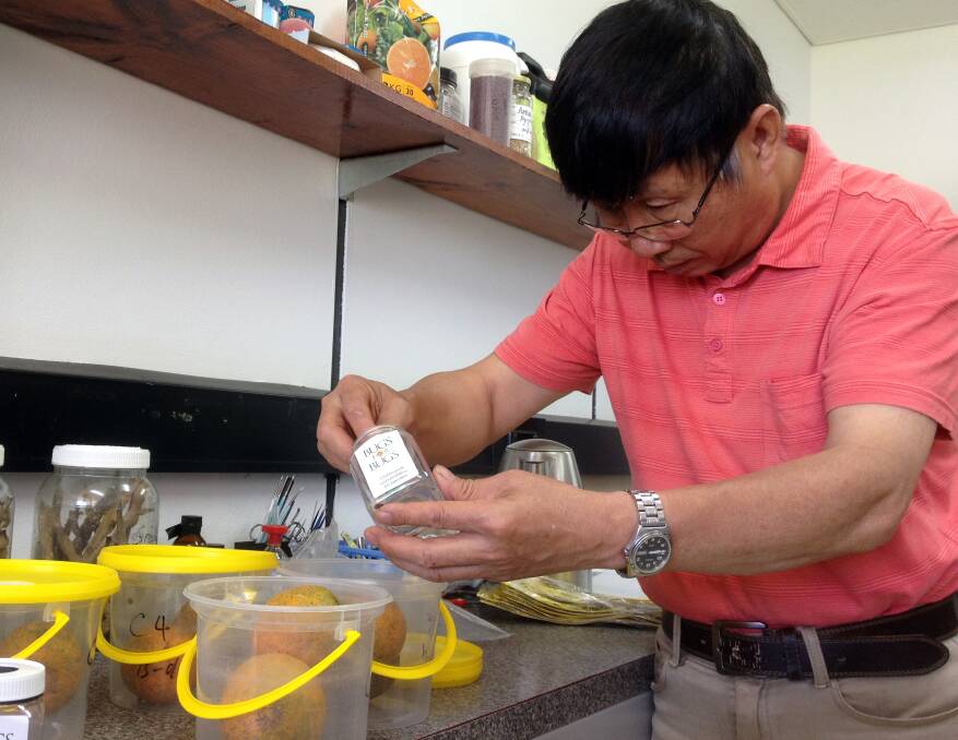 NSW Department of Primary Industries entomologist Dr Jianhua Mo's national citrus gall wasp management project is helping ensure beneficial insects are not affected adversely by chemical treatments for CWG. 