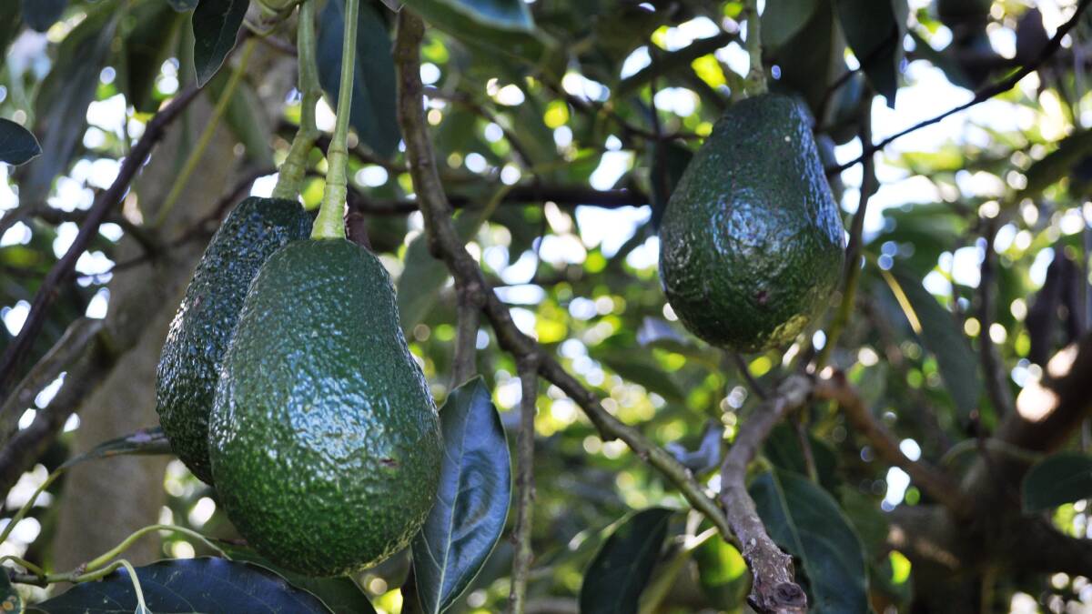 Industry expert says avocado prices won't drop