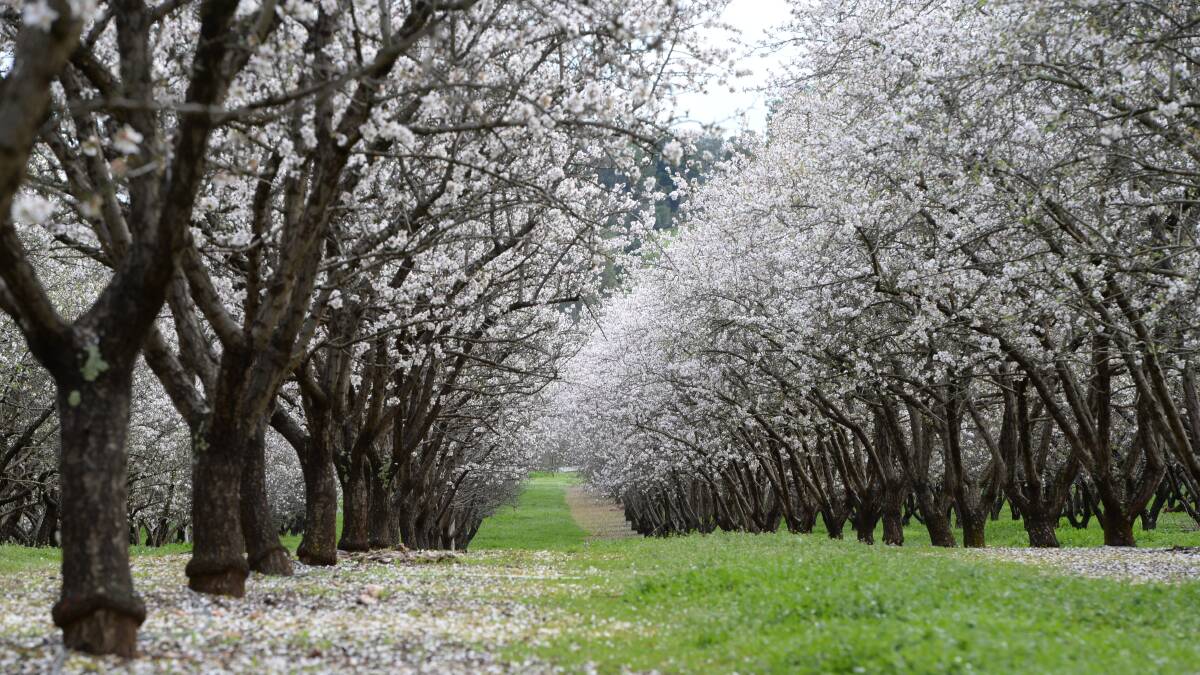 Almond trees. File photo.
