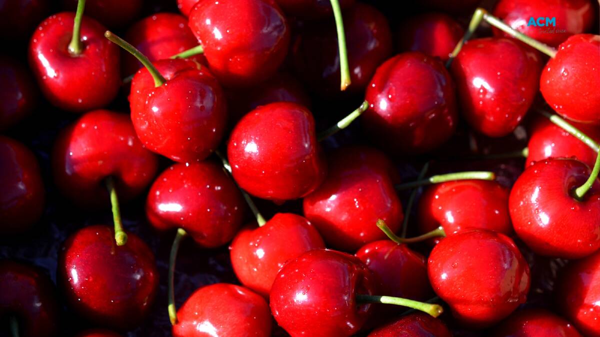 The annual cherry crop has been impacted by floods, cold weather and high rainfall. File picture