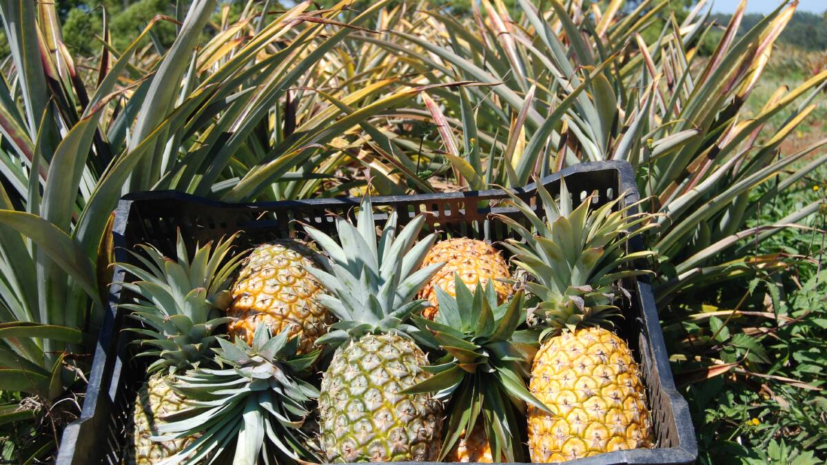 Hort industry bodies call for perspective on pineapple glut