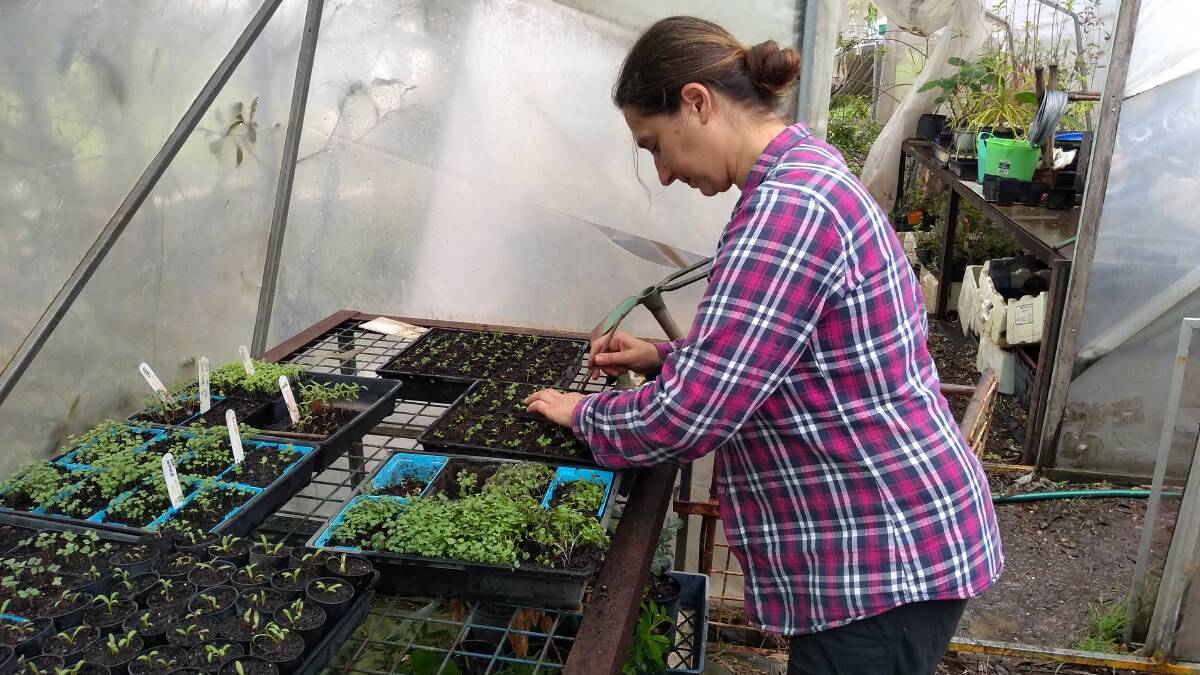 AT WORK: Cobargo Seed Savers volunteer Ria Manolias pricking out seedlings. 