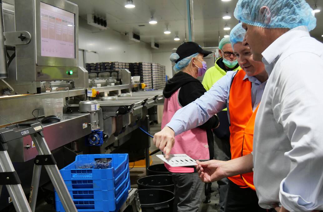 TECH: Oz Group CEO, Adam Bianchi, showing Federal Member for Cowper, Pat Conaghan, the new KATO grading and sorting machine which photographs berries eight times in order to grade and sort them at a maximum rate of 260 berries per second.