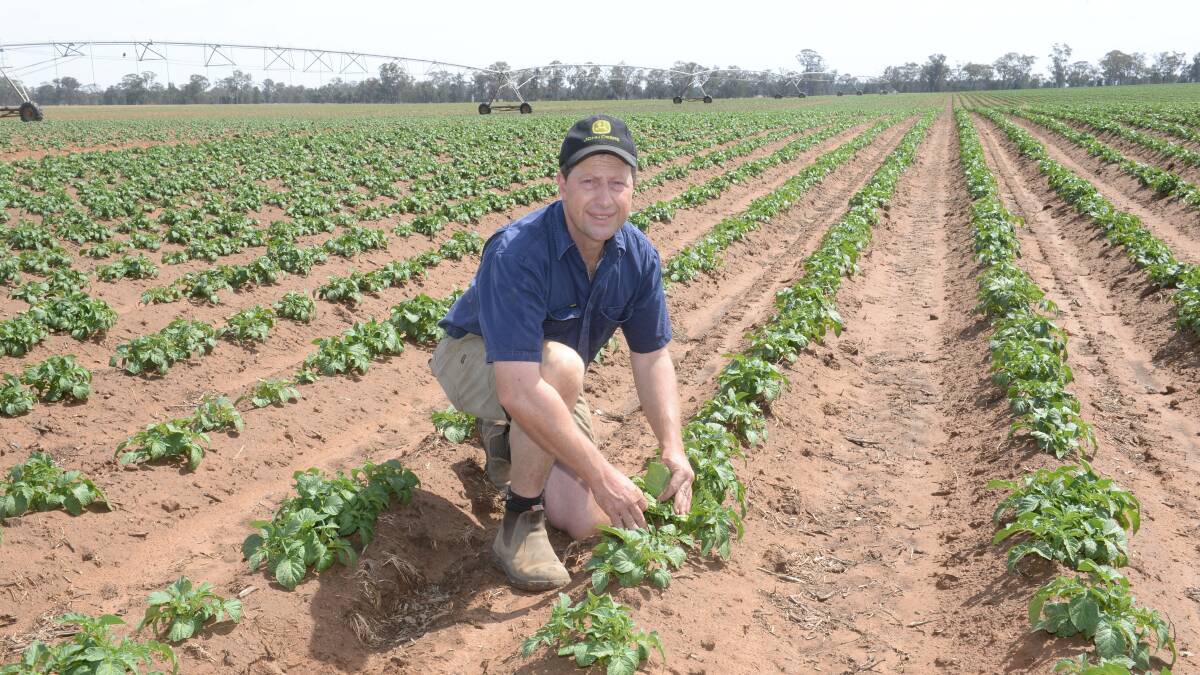 DRY: Shane Moar with his spring potato crop at Rennie. The Moars will only produce a third of their usual spring crop due to lack of water allocations. Photo by Rachael Webb. 