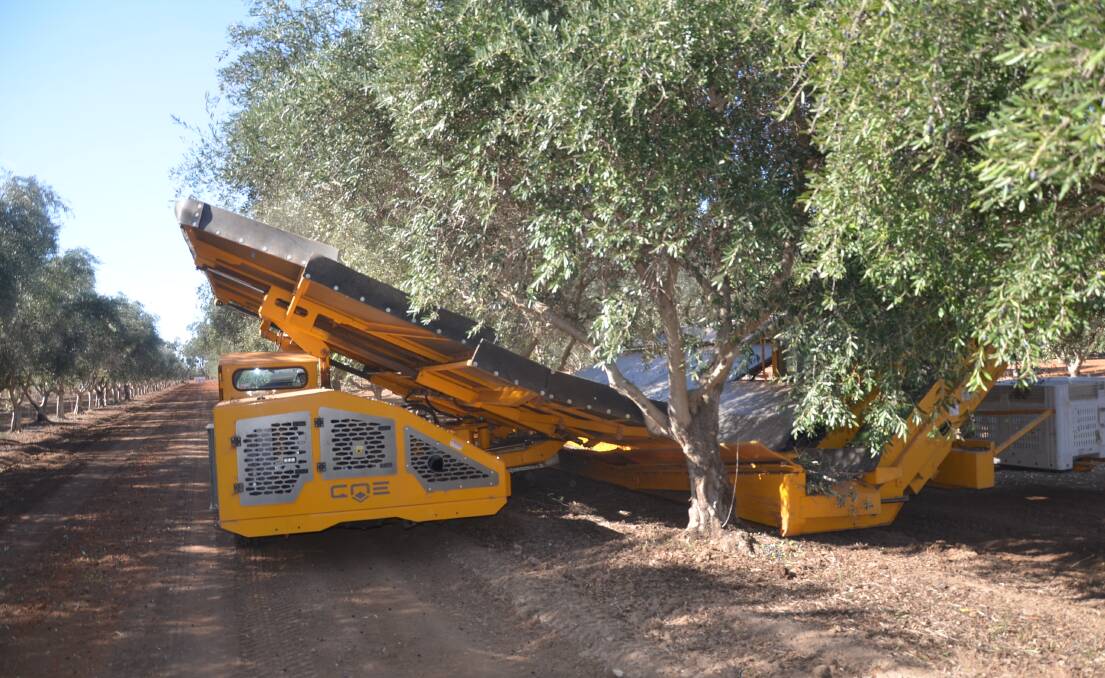 SHAKING IT: A mechanical shaker harvesting olive trees at the Rorato's farm. 