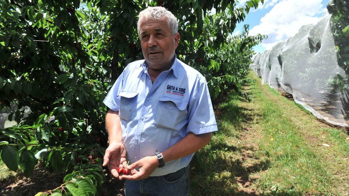 STUCK: NSW Farmers Horticultural Committee chairman, Guy Gaeta said if travel restrictions continued, the industry may be able to employ casual workers from sectors impacted by the virus, like hospitality. Photo Jude Keogh. 