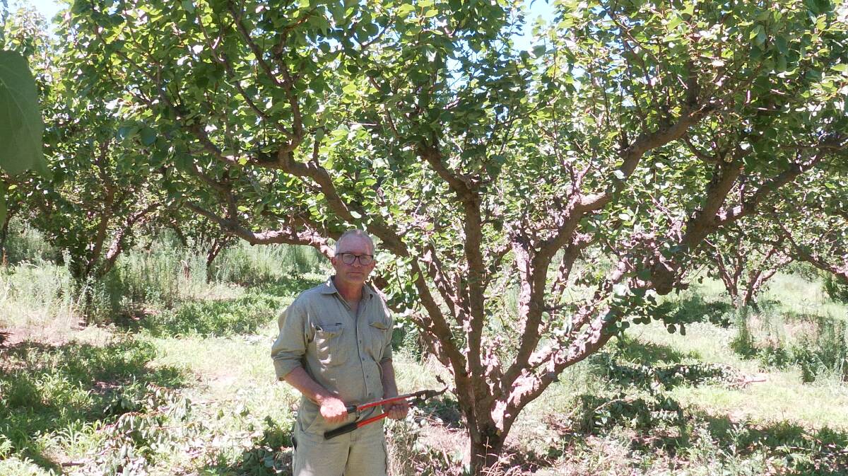 GOING: Paul D'Ettore with his apricot trees. Mr D'Ettore's family have irrigated at Menindee for generations and he still believes there is opportunity there if the scale and product is right. Photo: Supplied