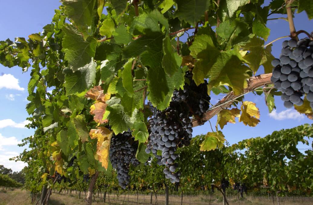 WINEGROWER: More rain would be great but the trick will be keeping fungal disease at bay.