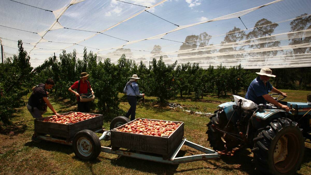 GOVERNMENT HELP: Cobram district fruit growers have been granted $429,000 to assist them to provide COVIDSafe transport and accommodation. File photo.