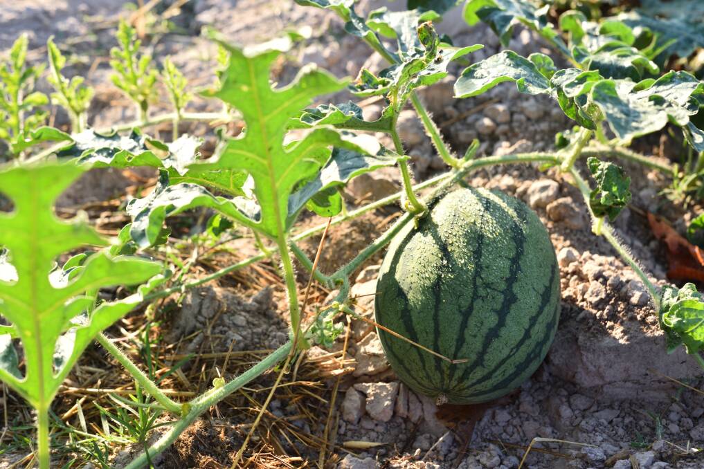 BIG ROLE: Northern Territory melon farmers account for 21 per cent of Australia's production, generating nearly $70 million to the local economy per annum.