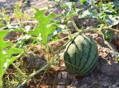 BIG ROLE: Northern Territory melon farmers account for 21 per cent of Australia's production, generating nearly $70 million to the local economy per annum.