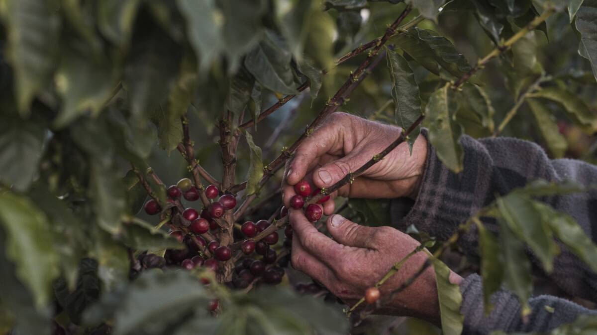 PICKING: Coffea arabica, also known as the Arabic coffee, is currently the dominant cultivar, representing about 60pc of global coffee production. Picture: Josh Robenstone