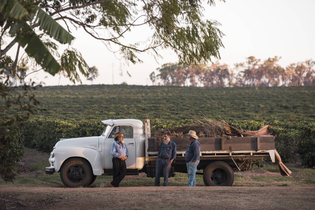 PLANTED: Brothers Plum, Paul and Ben Murat, of Jack Murats Coffee, on their farm near Mareeba. Picture: Josh Robenstone