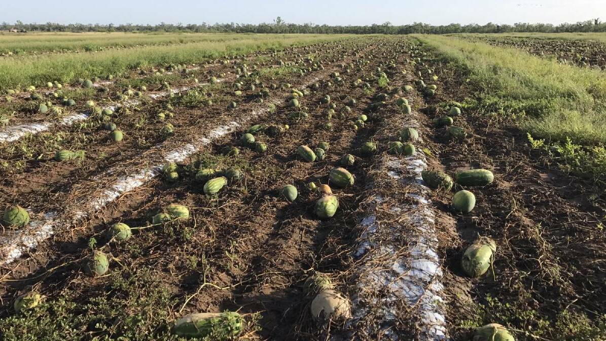 Devastated: Watermelons that have been underwater on the Caleo family's farm at Charters Towers, where they were 17mm off receiving two metres of rain in 2019. 