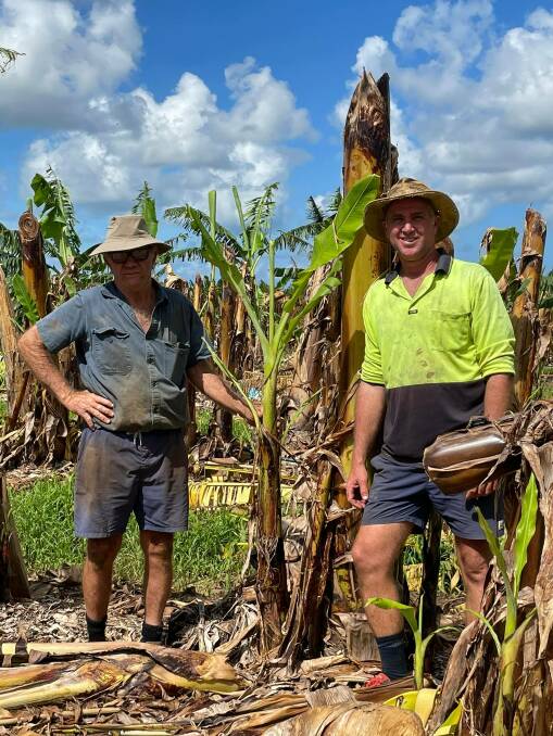QUESTIONS: Bartle Frere Banana growers Bernie and son Gavin Daveney are questioning why it took an additional day for TC Niran to be declared by the Bureau of Meteorology. 