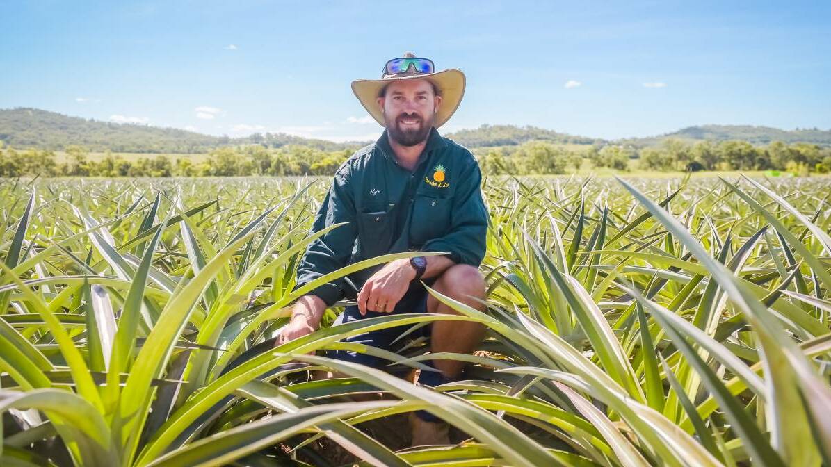 CONCERN: Brooks and Sons of Bungundarra, north of Yeppoon, are one of the Capricorn Coast's largest pineapple suppliers. Picture: Kelly Butterworth. 