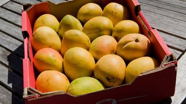 MANGO FRENZY: More than 564,000 tonnes of late season mangoes have hit the supermarket shelves nation wide and will be for a limited time from February through to the end of March.