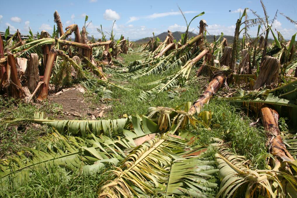 SAVAGED: More than 90 per cent of banana crops in the Tully and Innisfail regions were wiped out, while Kennedy suffered 100 per cent loss. Picture: ABGC
