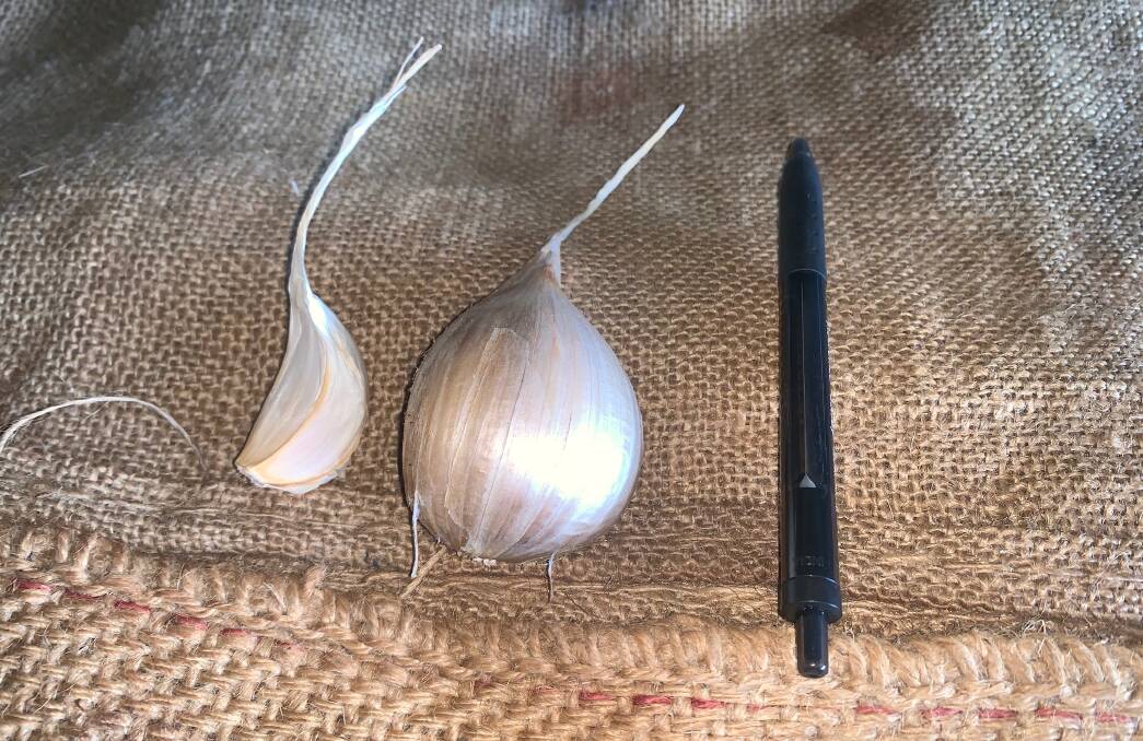 SIZEABLE: Size comparison between a pen, the True Purple (Left) and Russian Garlic (Right), which the Collins' say has grown bigger in recent years. 