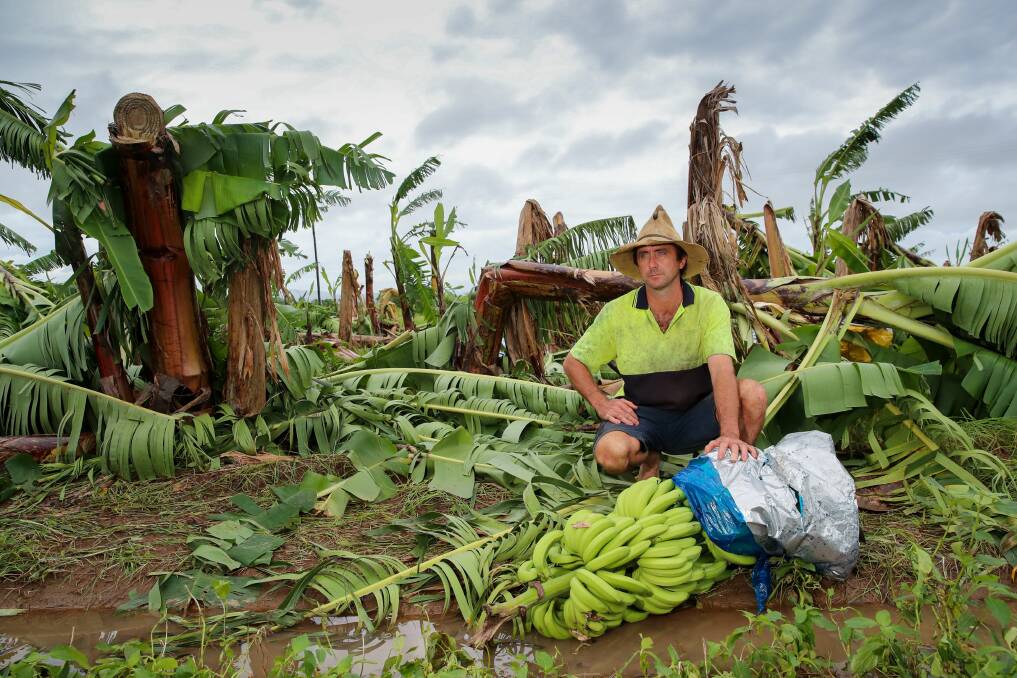 SMASHED: Cassowary Coast Banana Growers Association president Dean Sinton visted Boogan Banana farmers Angelo Russo and Frank Sciacca farms on Tuesday following Monday's strong winds associated with Cyclone Niran build up. Picture: Michael Chambers