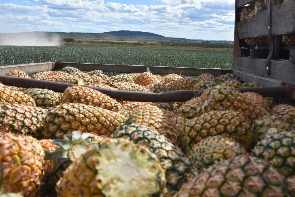 IMPACTS: Tropical cyclones, the 2019 bushfire and global Covid-19 pandemic have had a severe impact on the Capricorn Coasts pineapple supply in recent years. Picture: Ben Harden.