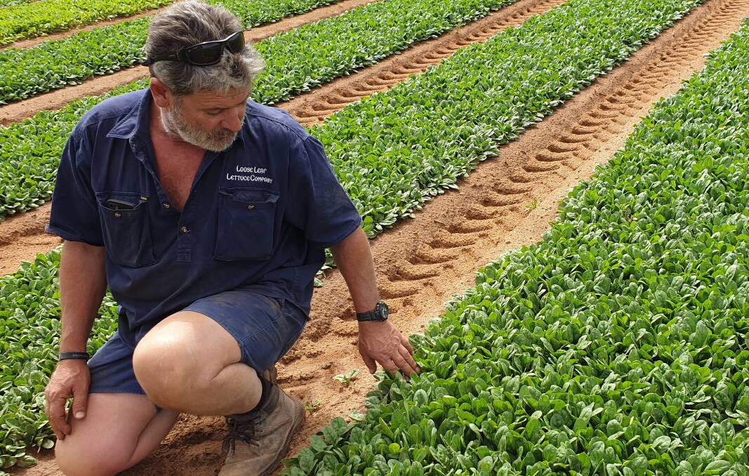 MASSIVE SAVINGS: After using Sabel-X on his spinach, Kevin Dorba was able to increase the survival rate of his crop. He went from losing 80pc of his crop to losing only about 2pc.