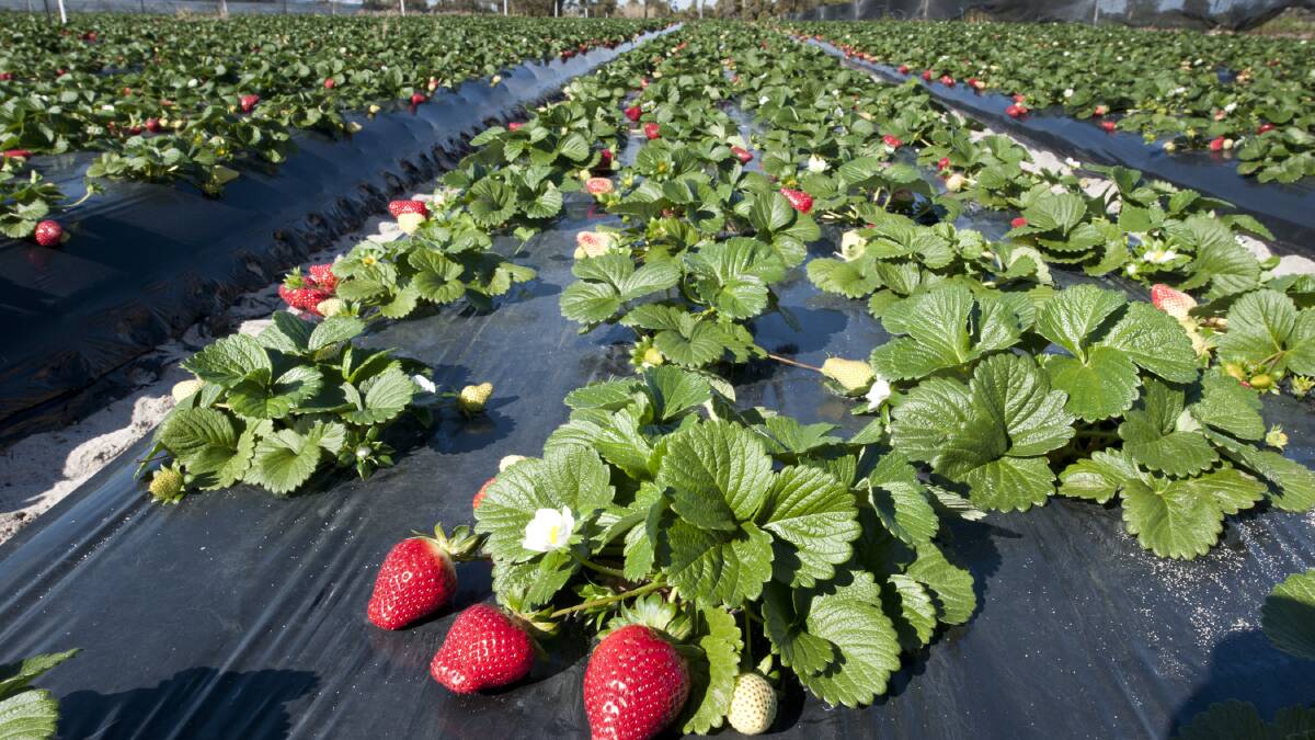 Strawberry crisis a wake-up for growers | OPINION