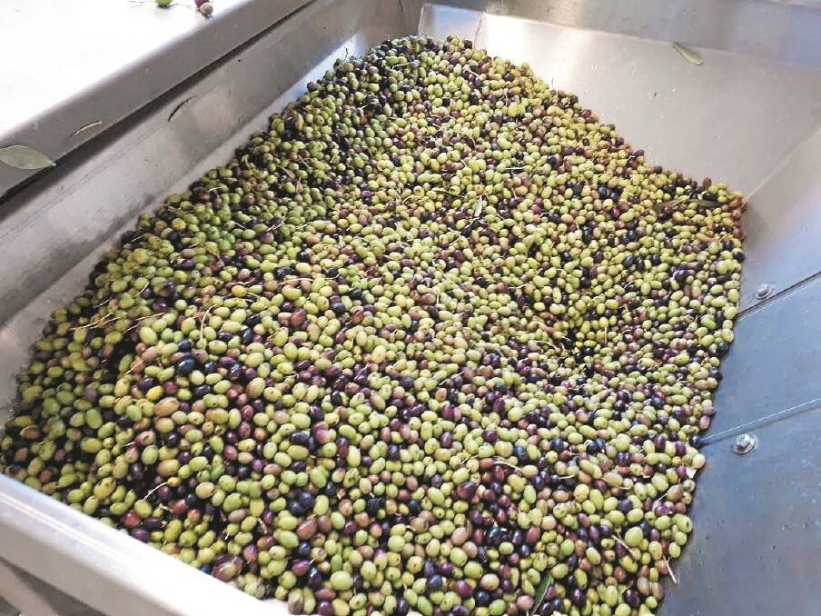 VARIETY: Olives are processed within 24 hours of being picked to maximise the oil quality.