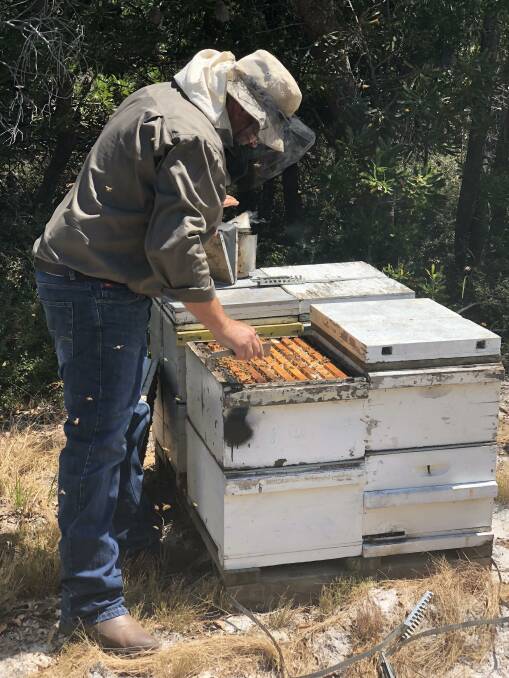 LOOK: Beekeeper Robert Dewar inspects hives. 