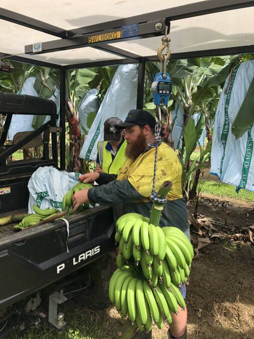 PICKING: DAF Development horticulturist Curtis Lanham with the first bunch of bananas from the trial. 