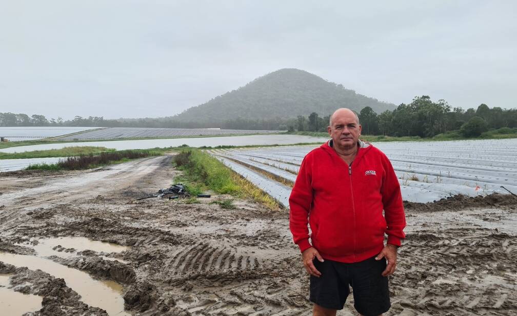 BOGGED DOWN: Ray Daniel, Sunray Strawberries, Wamuran, is calling for more to be done to make the seasonal worker program easier for growers.