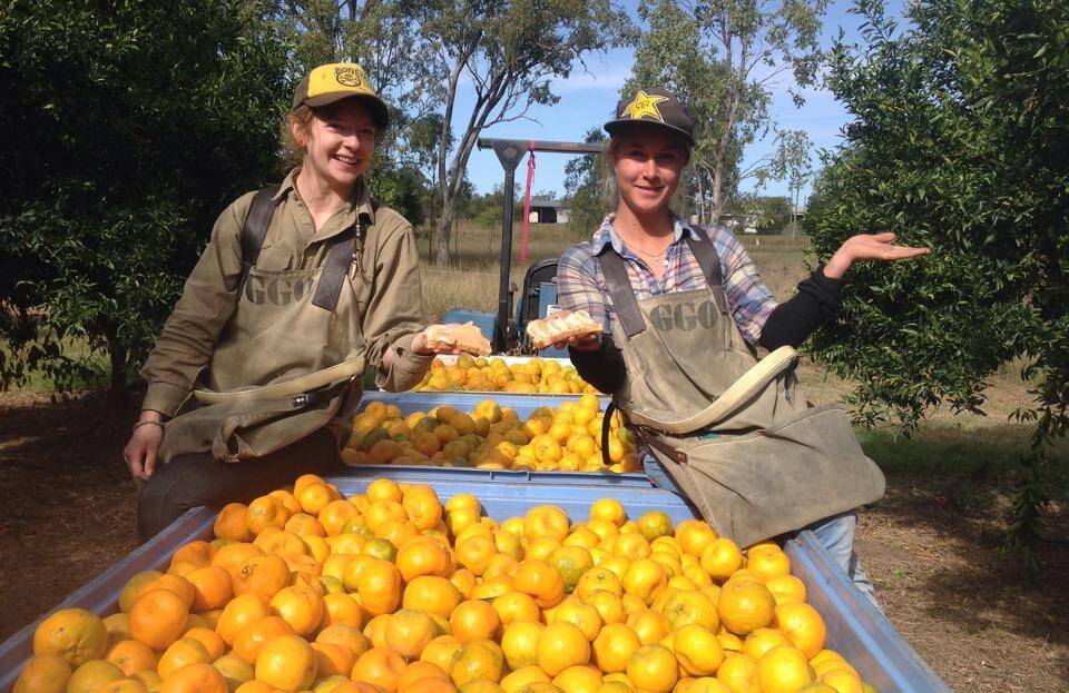 ON THE JOB: Pickers at Glen Grove Orchards in the Gayndah region during a previous season. Glen Grove Orchards is among the farms being highlighted in the Pick the Burnett campaign. 