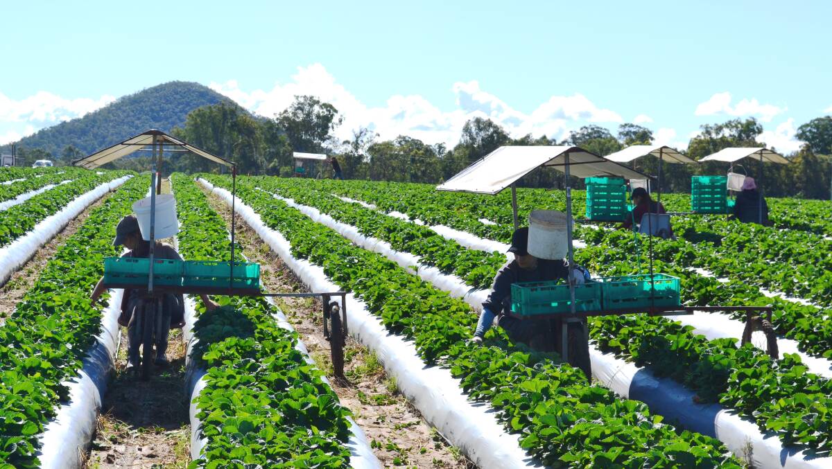 ENTICED: The Queensland Strawberry Growers' Association is offering up incentives to help entice pickers and packers. Photo: Fran Flynn Photography