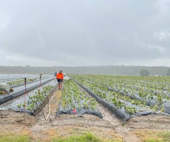 NEEDED: Strawberry planting has gotten underway at Queensland Berries, Caboolture, amidst the ongoing labour shortage.