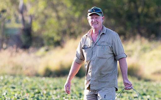 CONCERN: Queensland Strawberry Growers Association president Adrian Schultz on his Wamuran farm. Picture: LuvaBerry