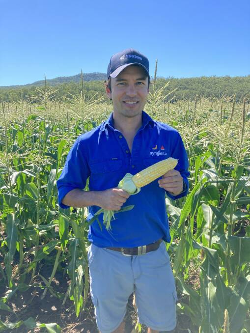 NEW TASTE: Syngenta's Leith Plevey with the Cabo variety of sweet corn being trialled in the Lockyer Valley. 