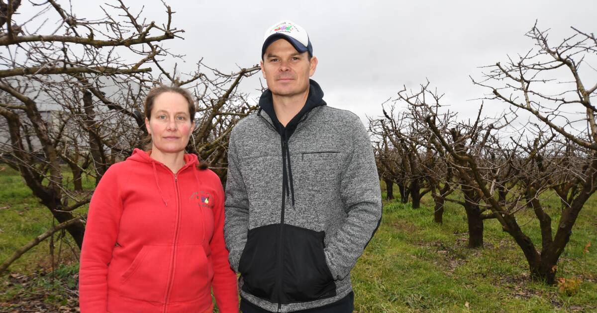 WORRIED: Erica and Paul Eccleston of Thornbrook Orchard were annoyed to hear about a proposed law change that would limit the number of people allowed to 'pick your own'. Picture: Carla Freedman