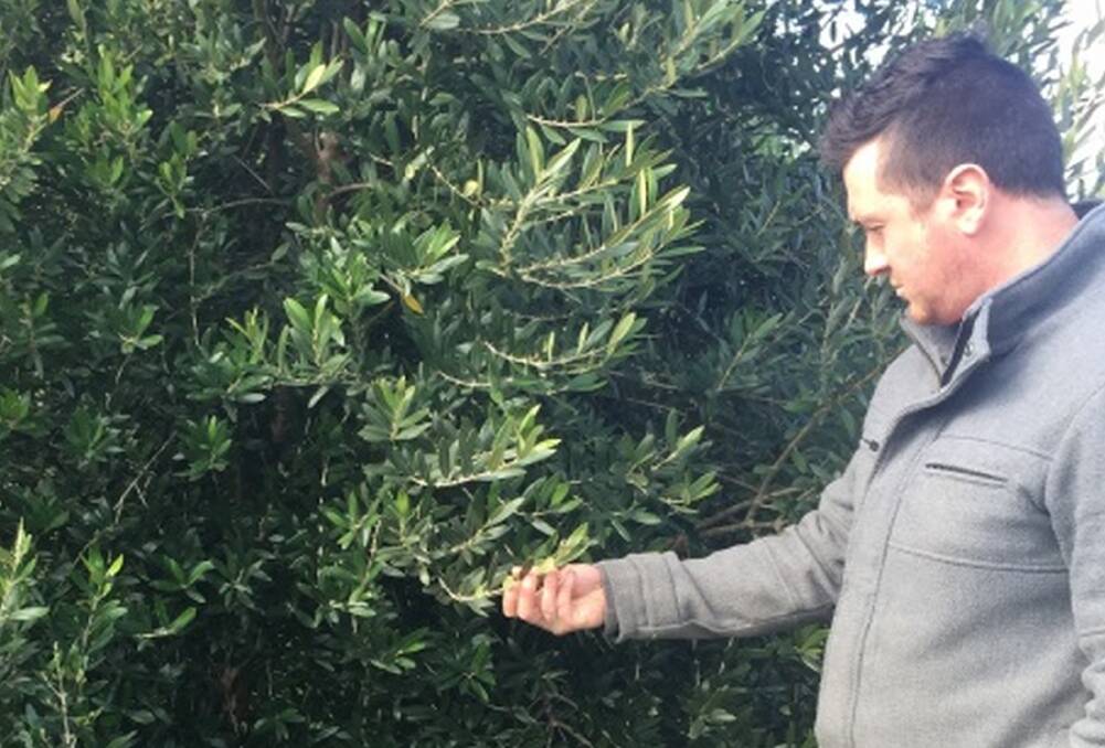 INSPECTION: A landscape officer undertaking an olive tree inspection. Photo: supplied