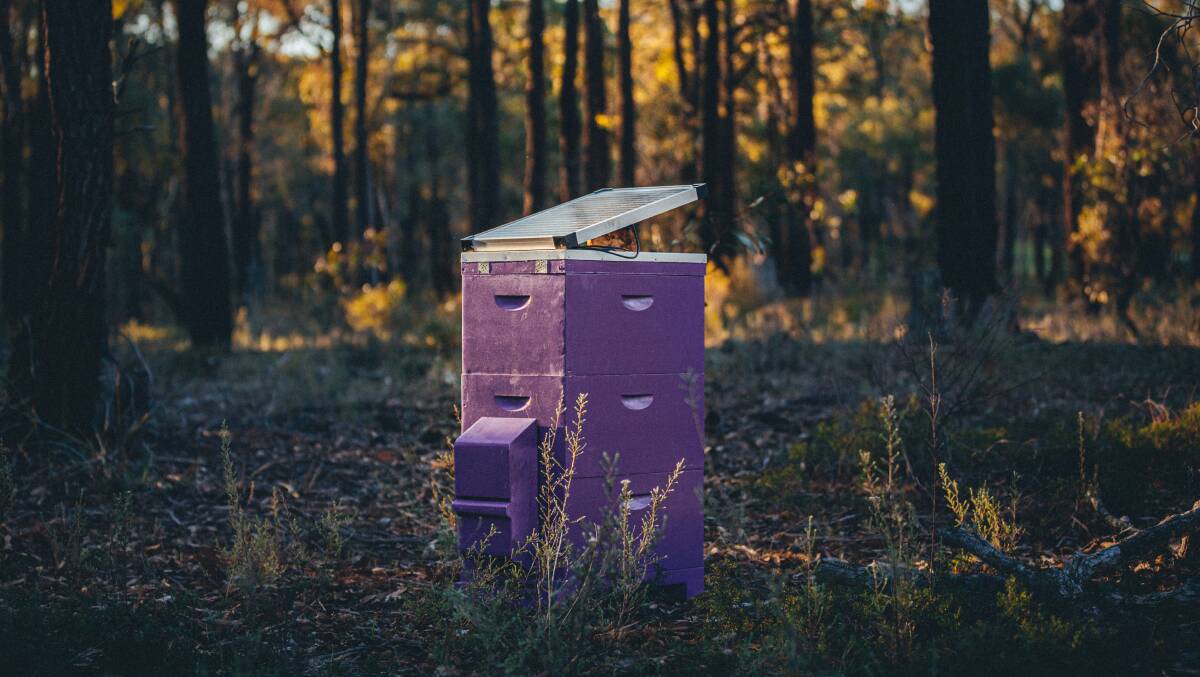 AI HONEY: The company's the long-term vision is for the project to create a network of hives across Australia.