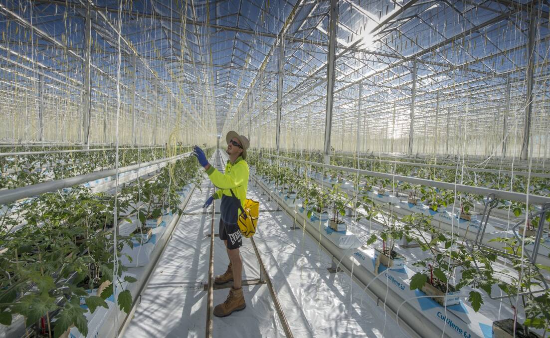 Costa has announced it will expand its 30 hectares of tomato glasshouse production at Guyra by 10 hectares as the demand for snacking tomatoes grows.