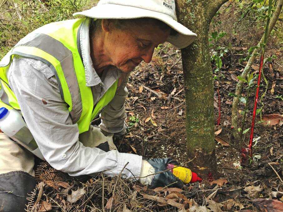 NEEDED: A Bushcare worker at Narrow Neck applies glyphosate to kill an invasive tree species.