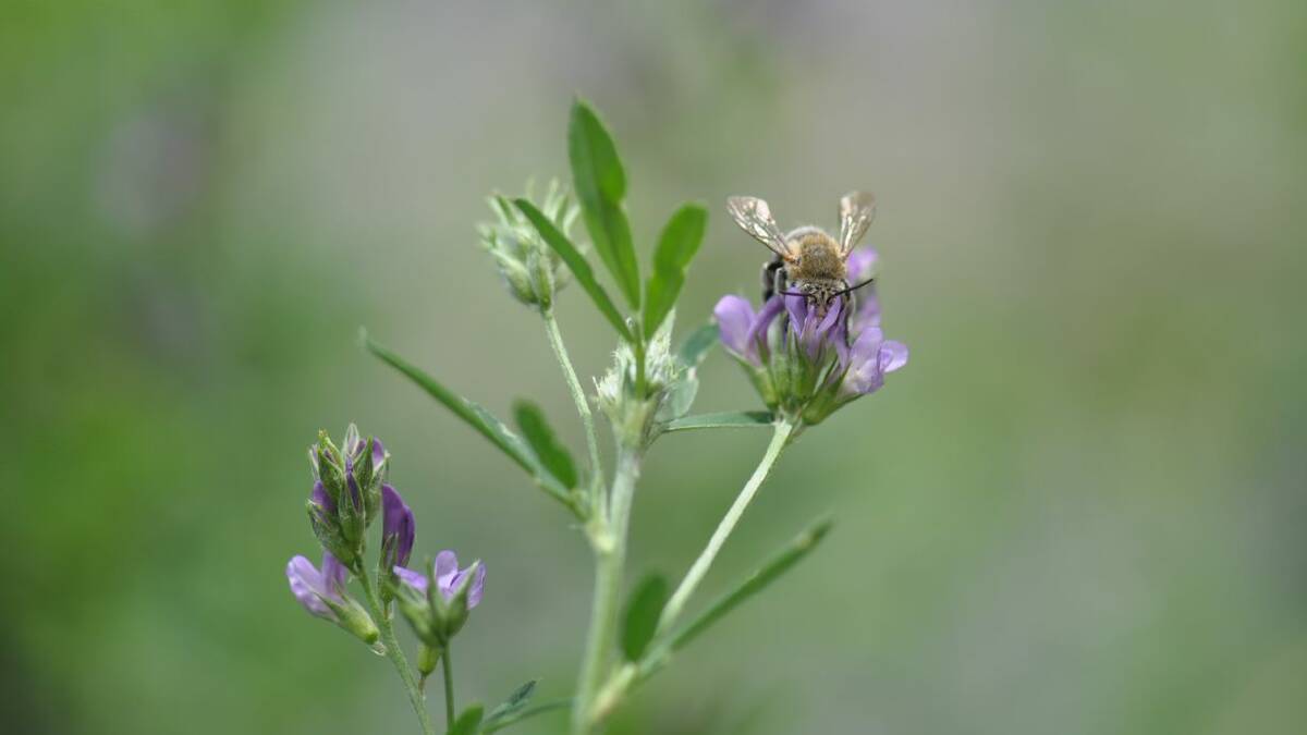 Groundbreaking report reveals huge potential of native bees