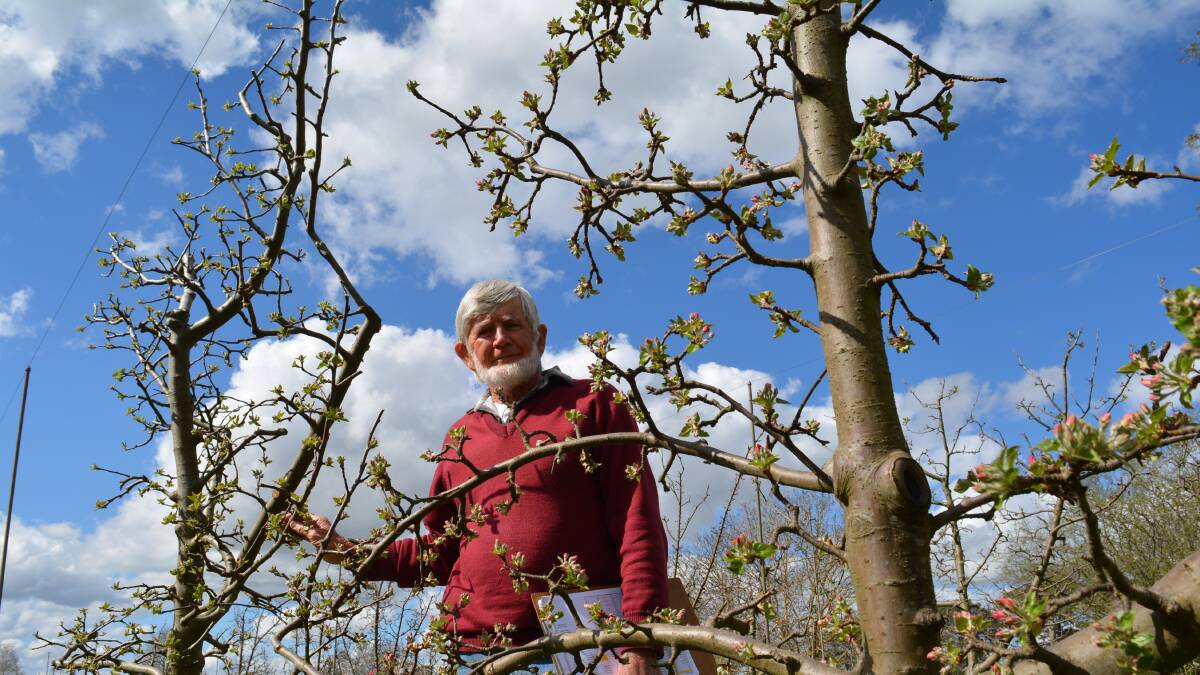 KNOW-HOW: David Pickering with an Antoinette apple variety. He has many varieties he is still trying to identify. Photo: Andrew Norris.