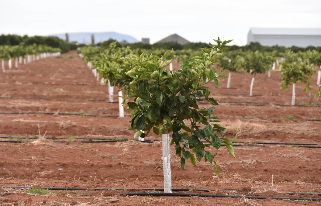 NEW CROP: A new orange orchard right on the city limits of Griffith as new Chinese demand for quality Australian citrus provides a new boost to the industry. Photo: John Ellicott.