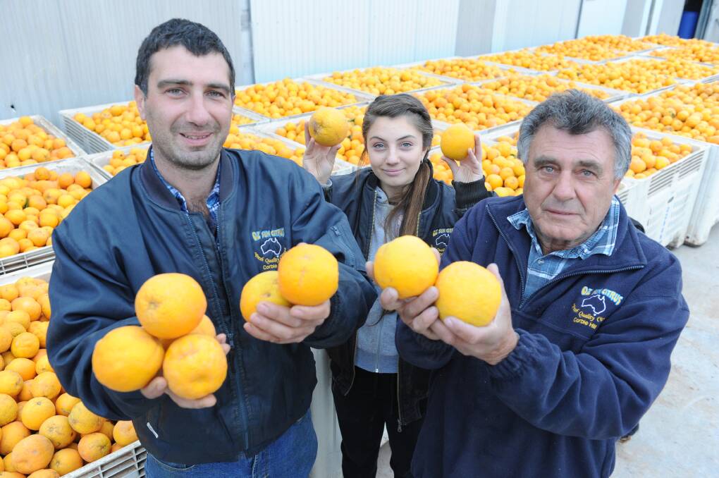 RIPE: Oz Sun Citrus's Lou Mandaglio, with his sister Chelsea and father Joe are excited at the new prospects for citrus in the Riverina. Photo: Rachael Webb.
