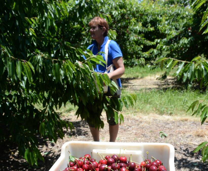 It's not all sweet with farm work with a harvest labour supplier saying many backpackers  have unreal expectations on wages they will earn when they first start before picking up appropriate skills.