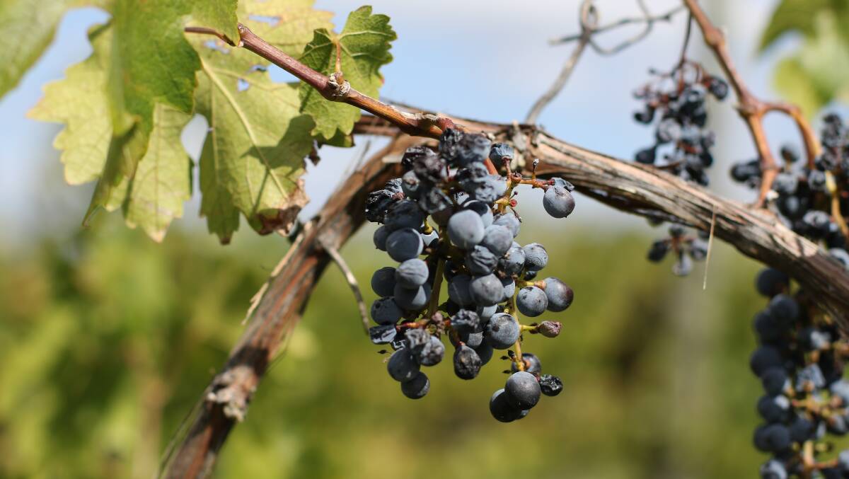 UPSKILL: Viticulture is one of the production areas that will get a new skills training boost. Photo by John Ellicott.